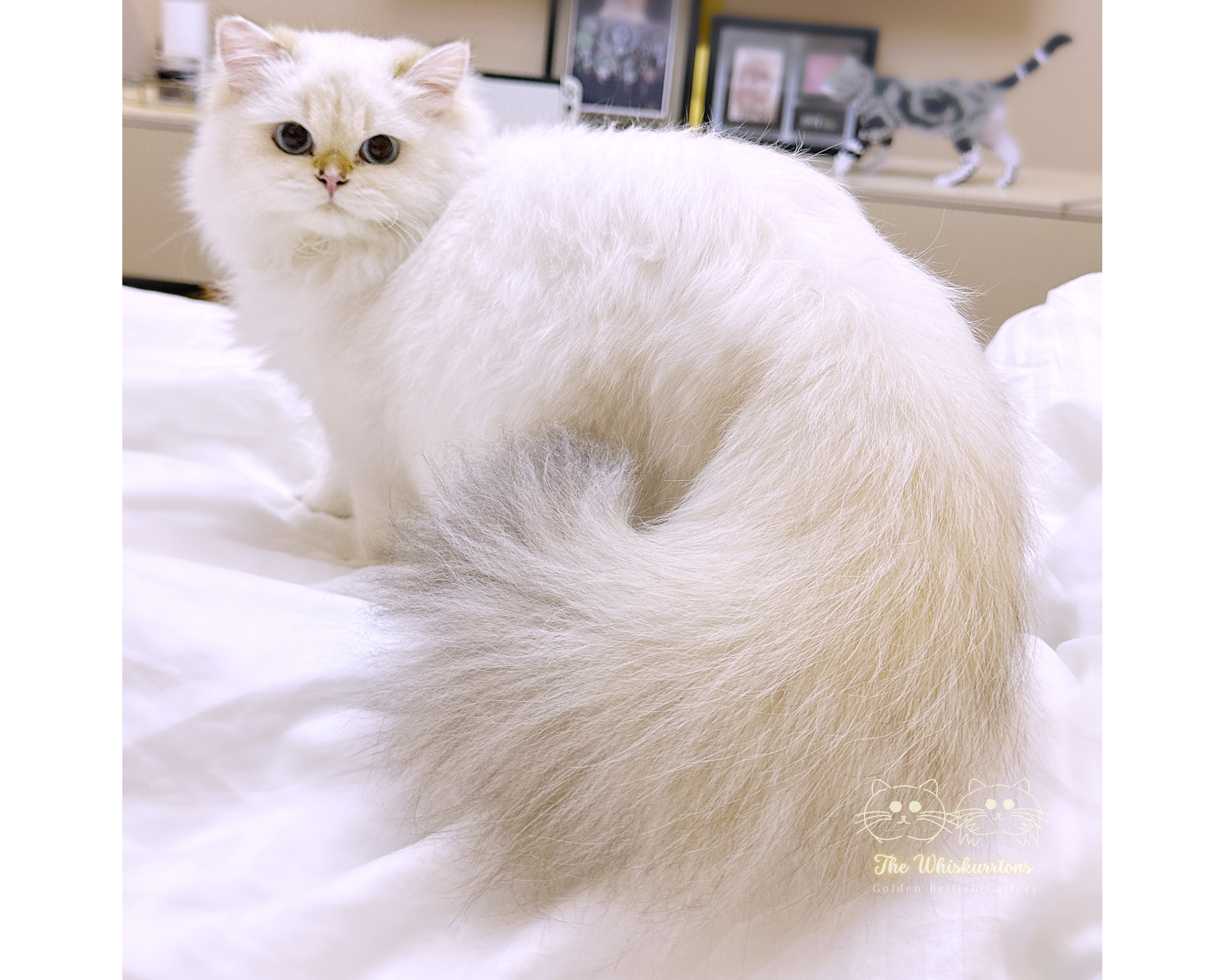JCH. R' ODRI GOLDEN LEAN (VANYA)